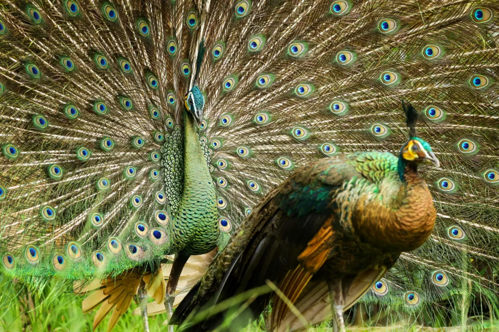 Peacock - Shimmer - Feathers - Bird - Animal