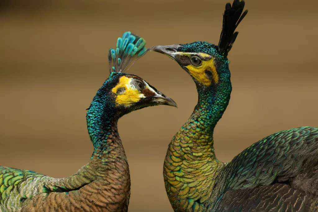 Two peacock 