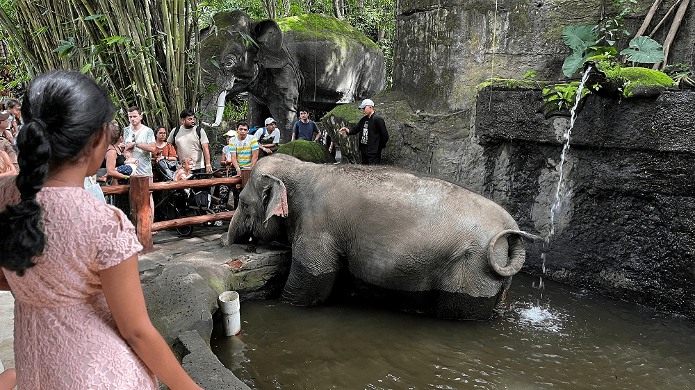 Elephant Bathing at Taman Safari Bali