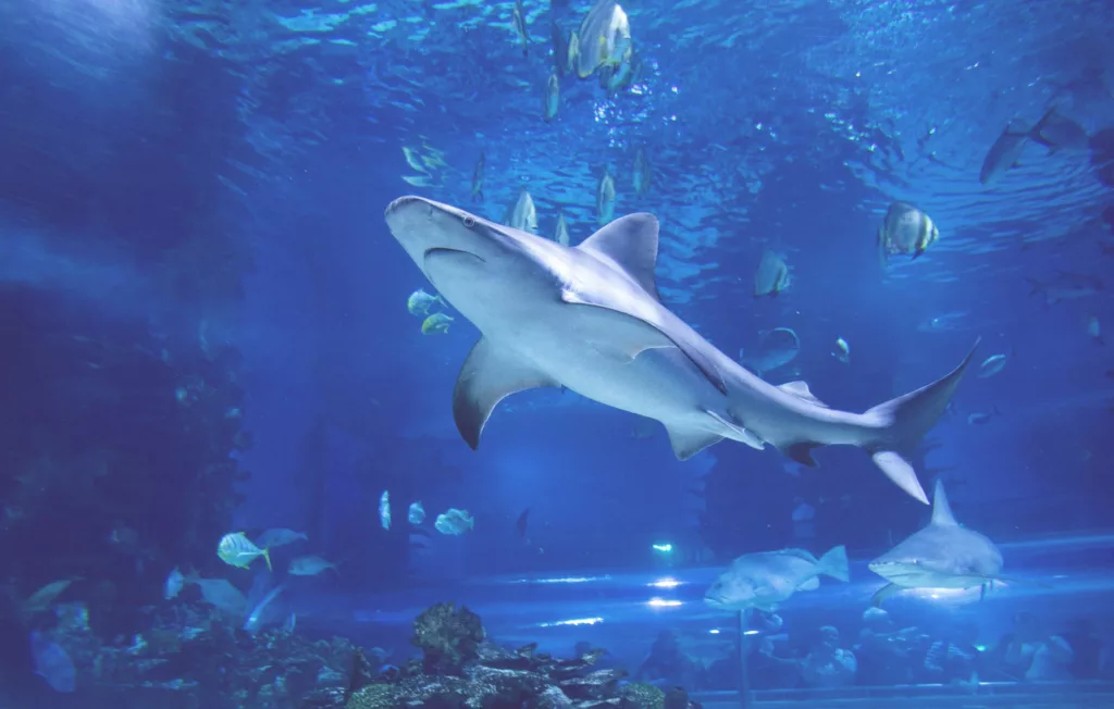 Shark with other fish in a tank